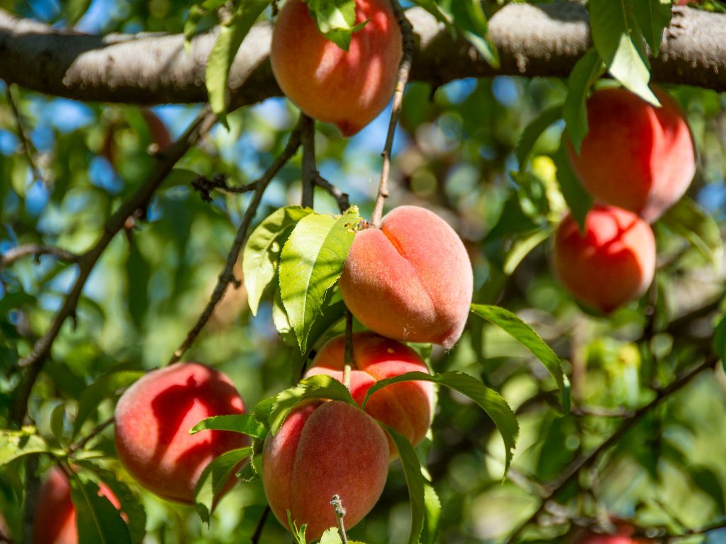 How to Grow and Care for Peaches Fruit Tree