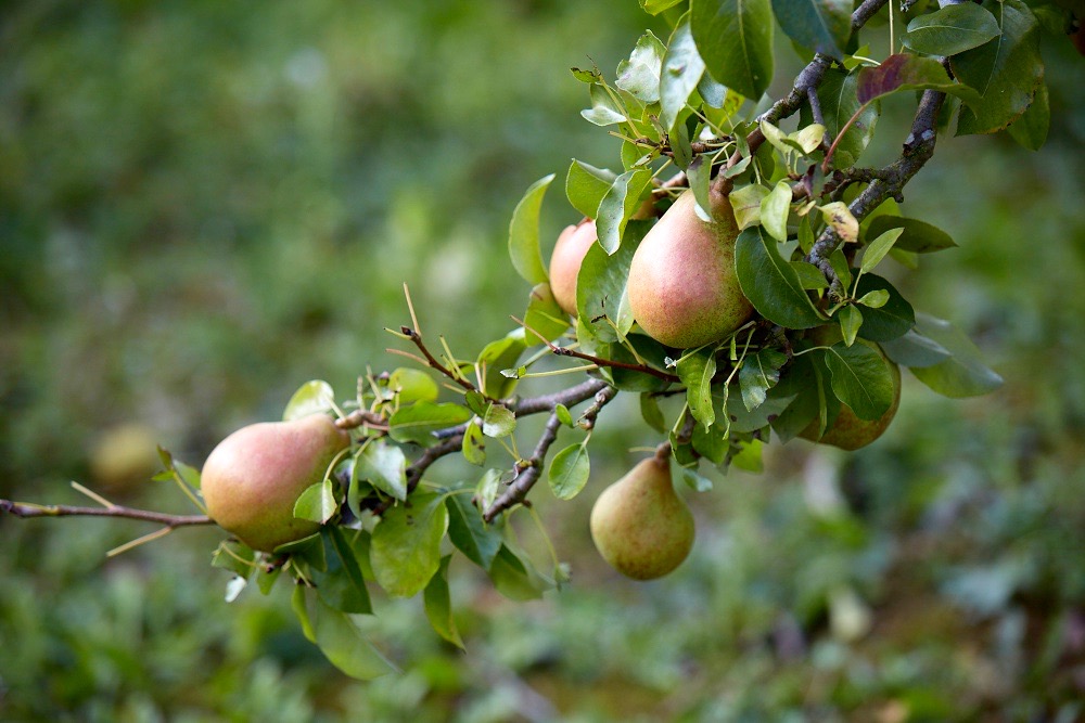 How to Grow and Care for Pears Fruit Tree