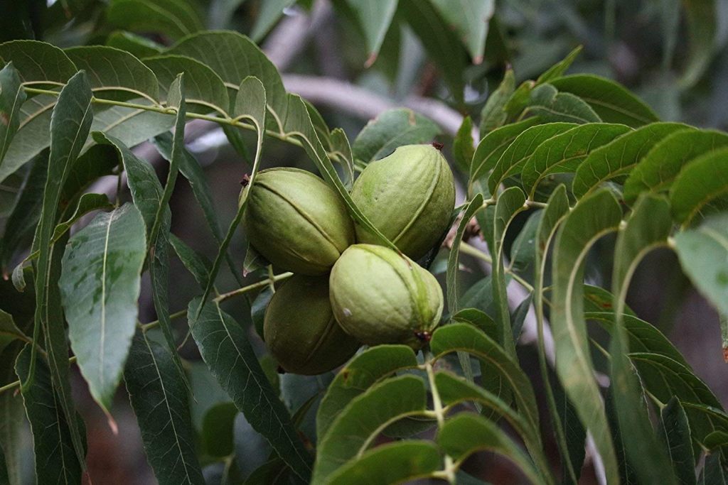 How to Grow and Care for Pecan Tree