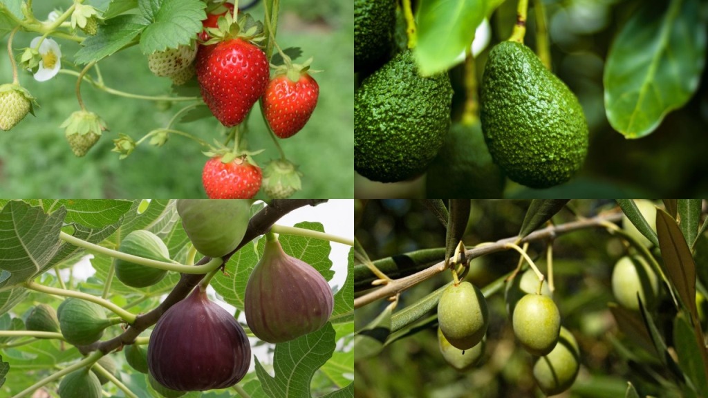 23 Best Perennial Fruits To Plant Once for Years