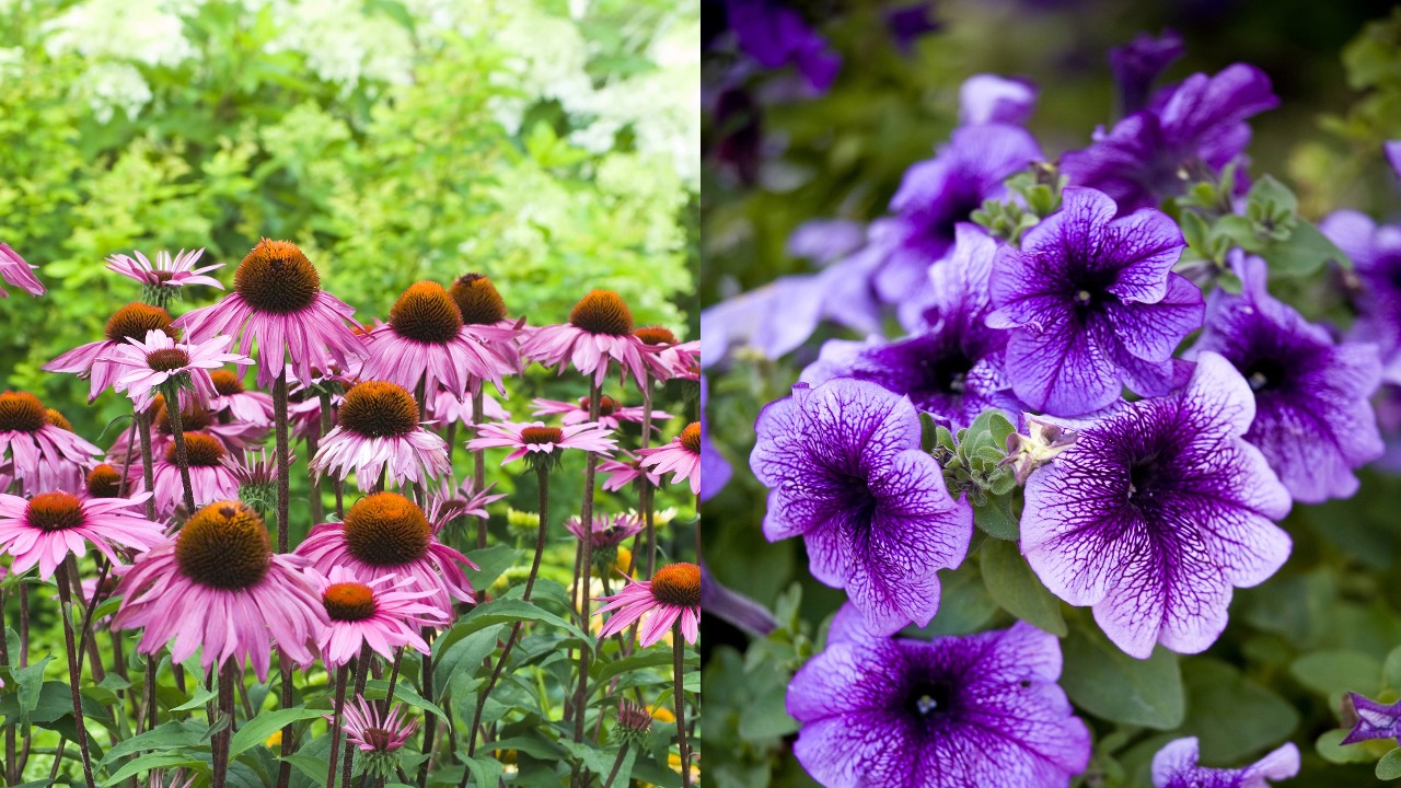 Perennial VS Annual Flowers – Which One You Should Have In Your Garden