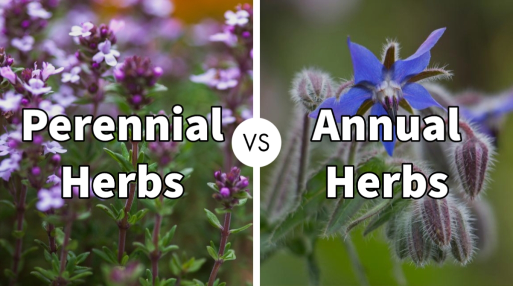 Perennial Vs Annual Herbs – Know Everything About Them