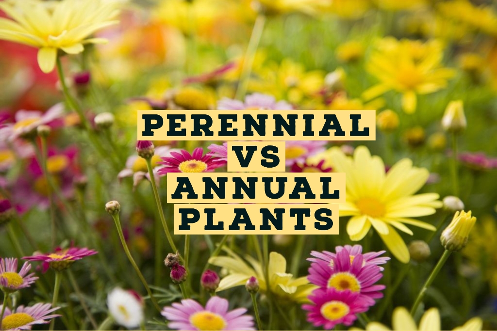 Perennial Vs Annual Plants: Everything You Need To Know