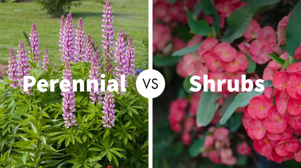 Perennial Vs Shrubs – Know All the Difference