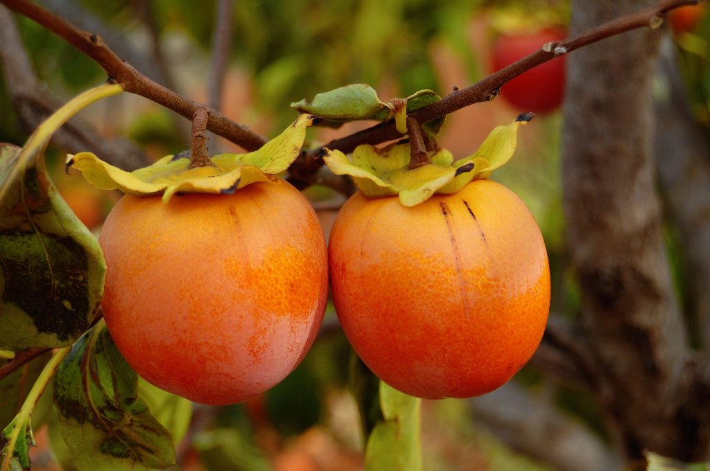 How to Grow and Care for Persimmon Fruit Tree