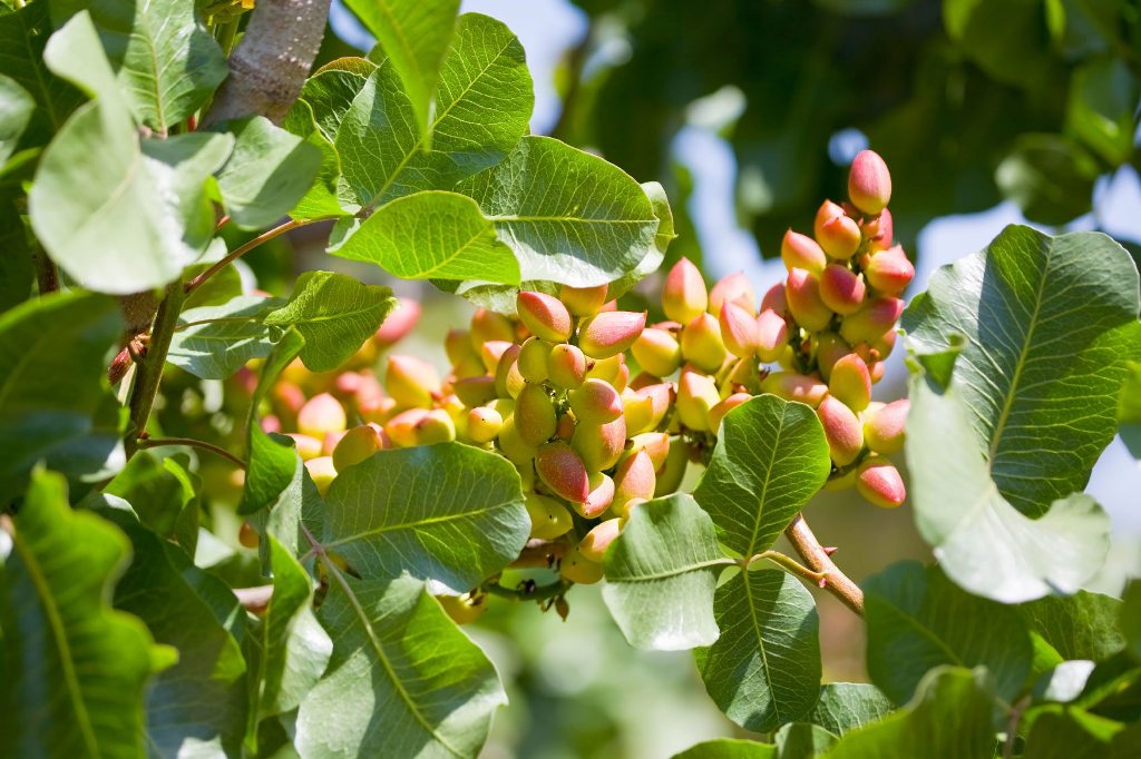 How to Grow and Care for Pistachio Tree