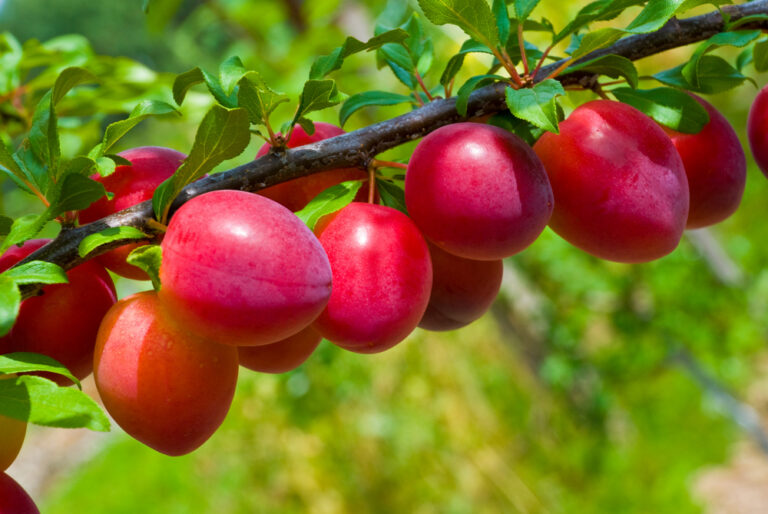 How To Grow And Care For Plum Fruit Tree In One Blog how-to-grow-and-care-for-plum-fruit-tree-in-one-blog