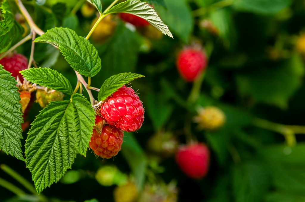 How to Grow and Care for Raspberry Fruit Plant