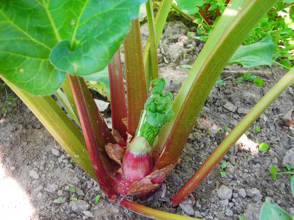 How to Grow and Care for Rhubarb Plant
