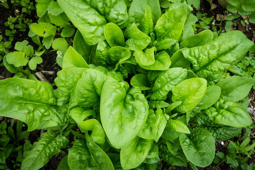 How to Grow and Care for Spinach Plant