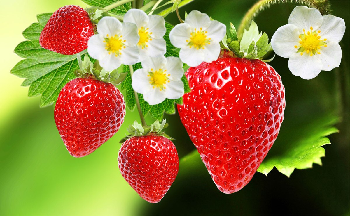 How to Grow and Care for Strawberries Fruit Plant