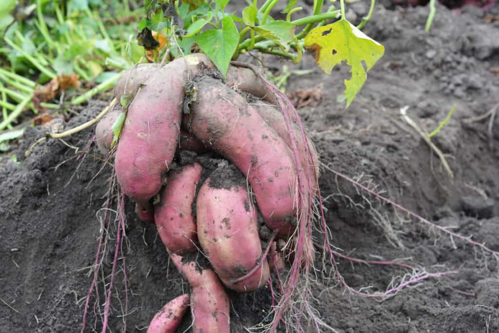 How to Grow and Care for Sweet Potato Plant