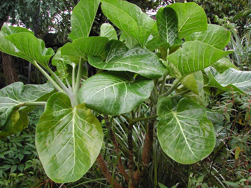 How to Grow and Care for Tree Cabbage Plant