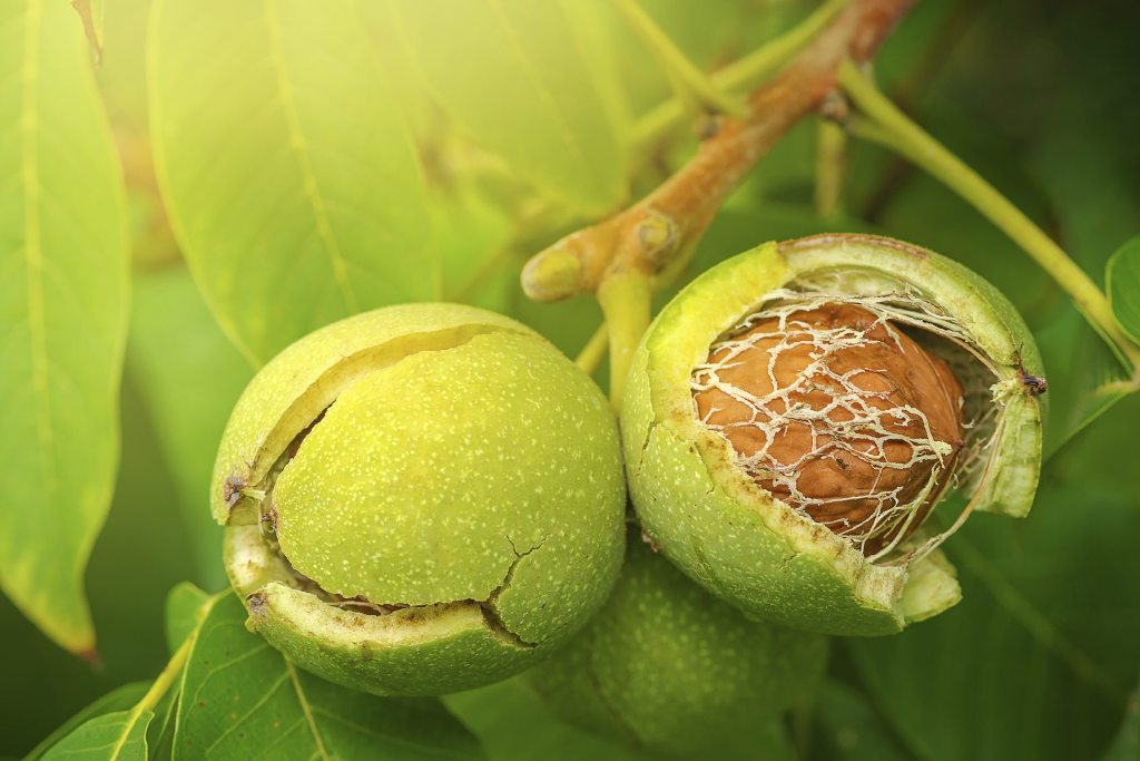 How to Grow and Care for Walnuts Tree