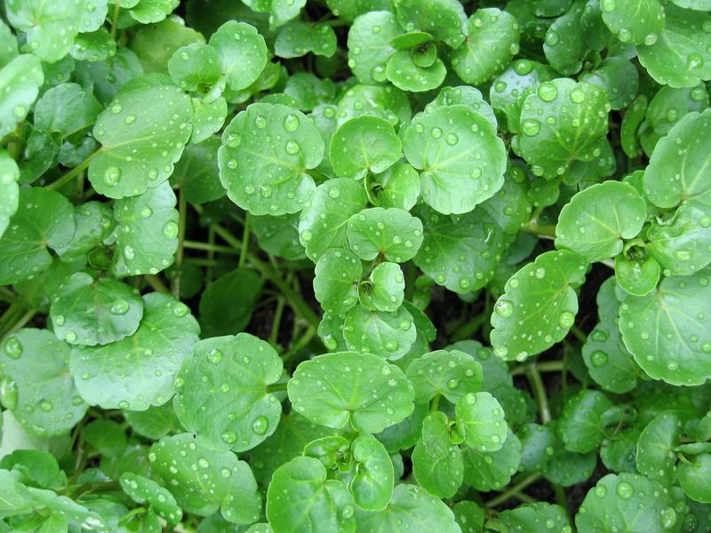 How to Grow and Care for Watercress Plant
