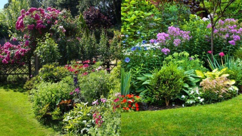 Perennial Vs. Shrubs – Which one will you choose for your Garden